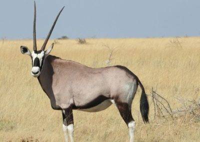 Photo of an oryx.