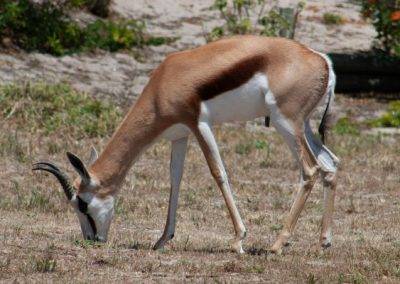 Photo of a springbuck.