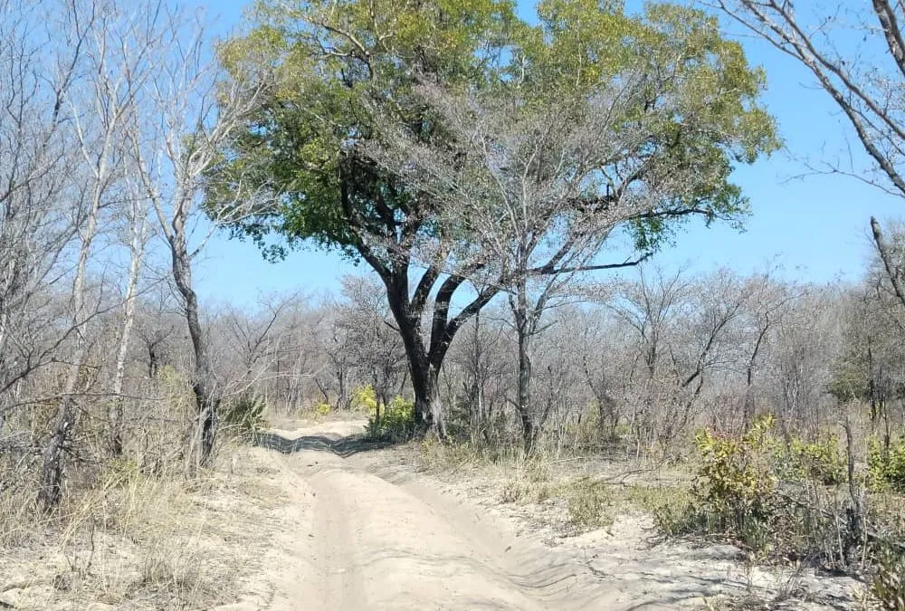 The Thrill of the Hunt and the Breathtaking Beauty of Namibia – Striking Contrasts, Rich in Diversity
