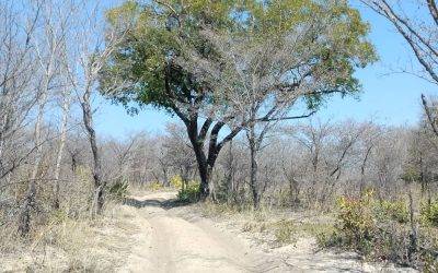 The Thrill of the Hunt and the Breathtaking Beauty of Namibia – Striking Contrasts, Rich in Diversity
