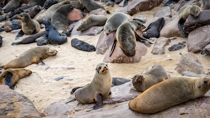 Cape Cross Seal Colony Cape Cross Seal Colony