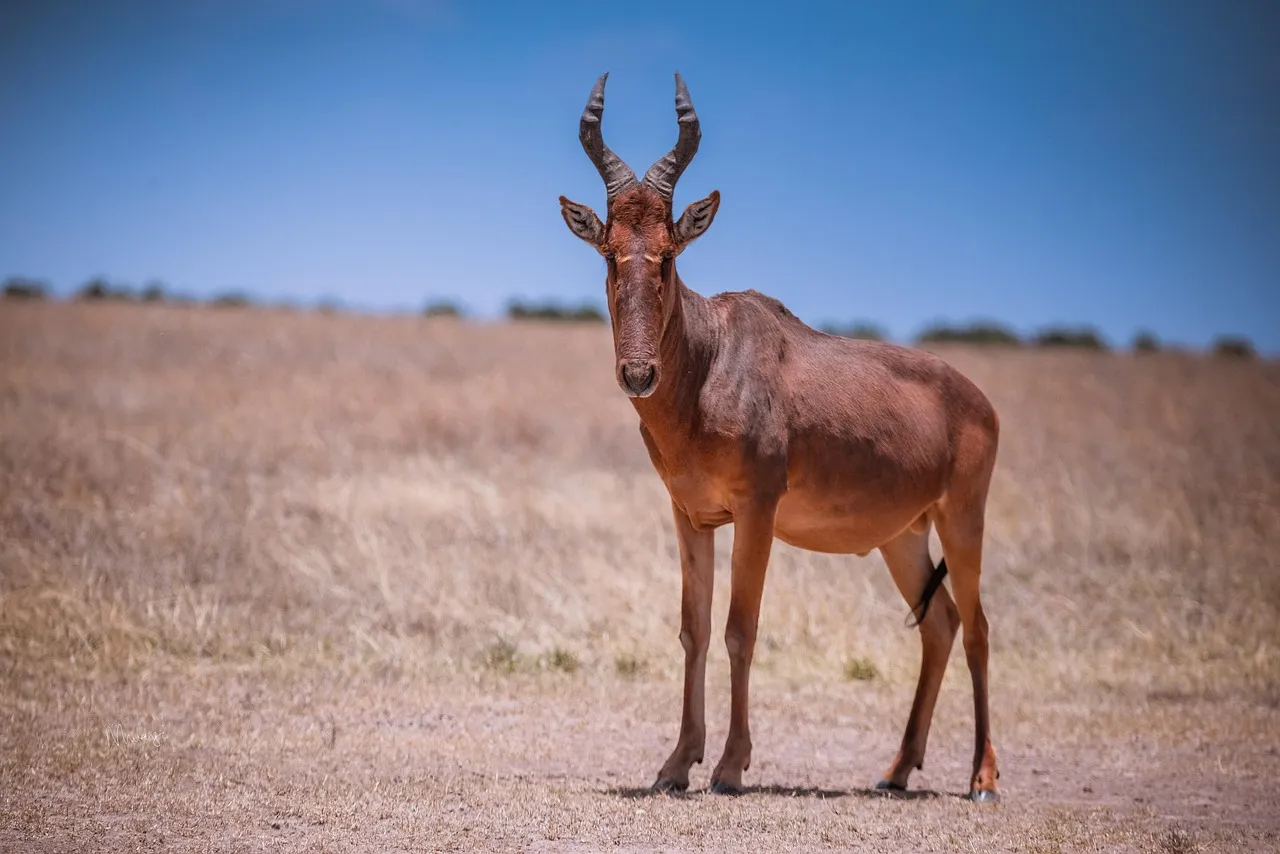 Hartebeest