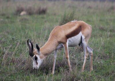 Springbuck