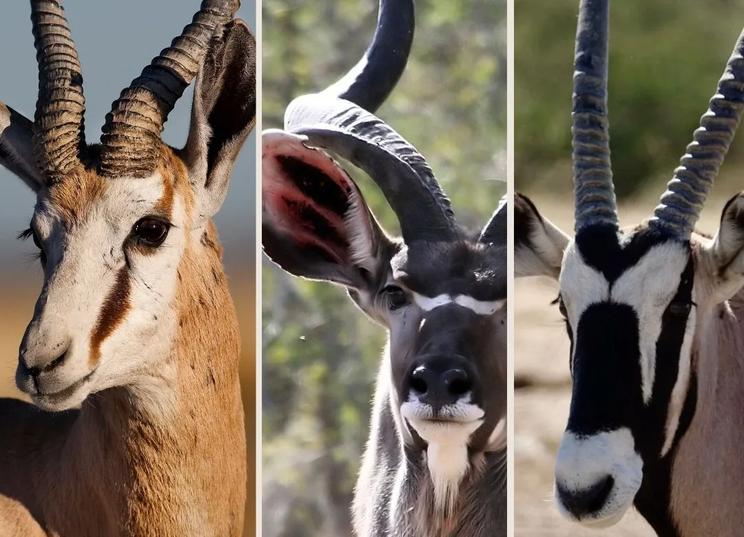 Header Image for Package 3 of 2026 Namibia Hunting