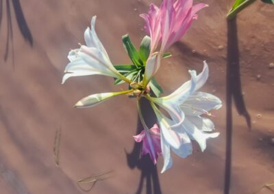 Desert lilies in Namibia