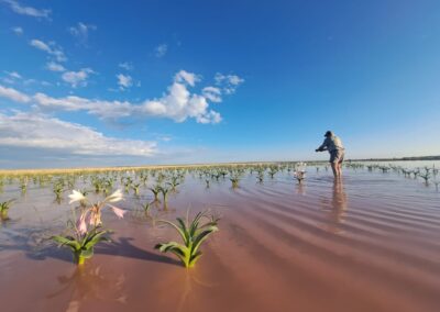 Desert lilies in Namibia