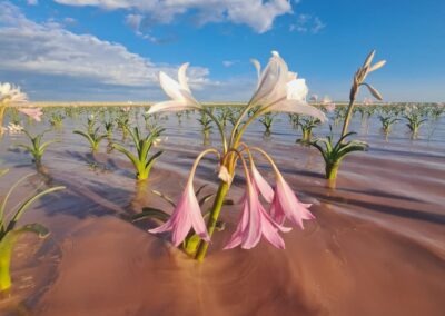 Desert lilies in Namibia