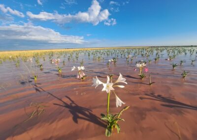 Desert lilies in Namibia
