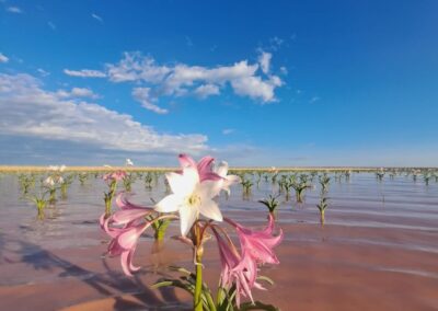 Desert lilies in Namibia