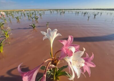 Desert lilies in Namibia