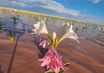 Desert lilies in Namibia