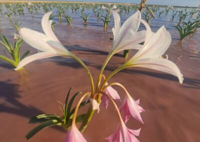 Desert lilies in Namibia