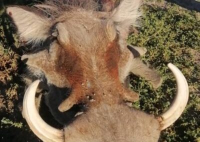 Warthog