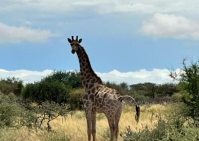 A beautiful giraffe